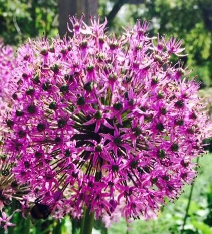Flower (3)